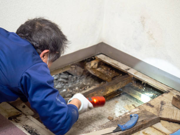 Best Commercial Mold Removal  in Bayshore Gardens, FL