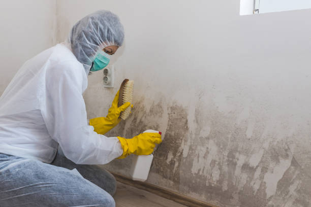 Best Attic Mold Removal  in Bayshore Gardens, FL